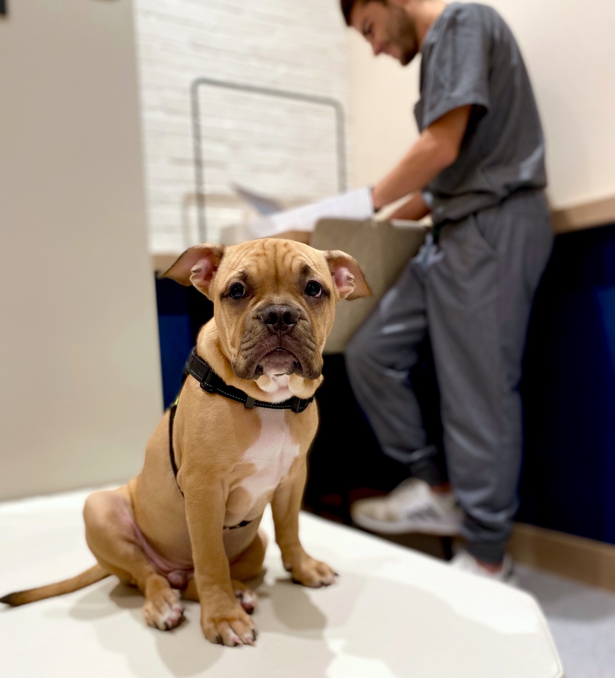 Leptospirosis Vaccine for Dogs What It Is and How It Works Bond Vet